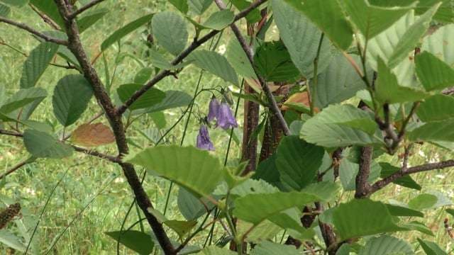 Le Baron - locatie pentru nunti in Vatra Dornei, Suceava