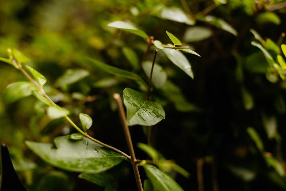 Adelina Maria - Fotografii de Bohemian Weddings 