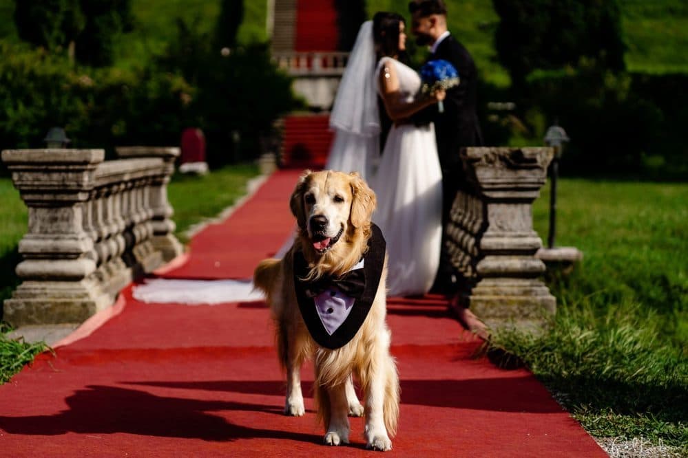 Daniela &amp; Cristi - Fotografii de Paul Budusan Fotografie / Videografie de Nunta