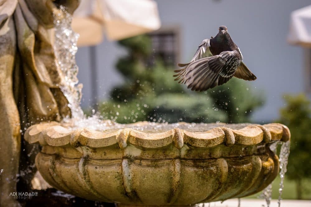 Diana&amp;Zeno - Fotografii de Adi Hadade 