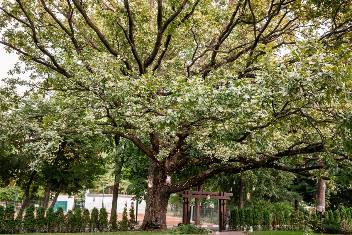 Flavours in the Garden - locatie pentru nunti in București, București