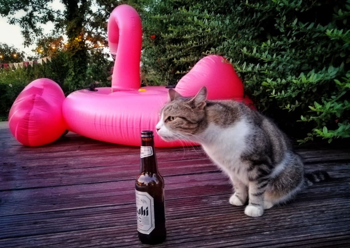 Fotografie de Nae Silvia la Flying Fox Secret Garden