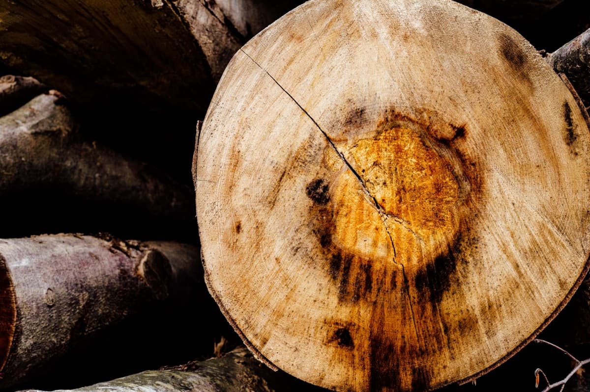 Fotografie de Live Love Laugh - Dana Sacalov la Cetatea Carului