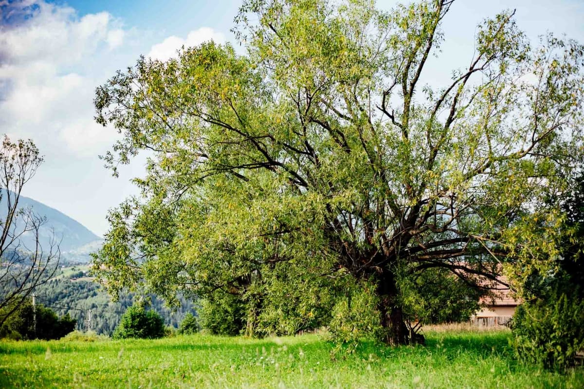 Fotografie de Live Love Laugh - Dana Sacalov la Cetatea Carului