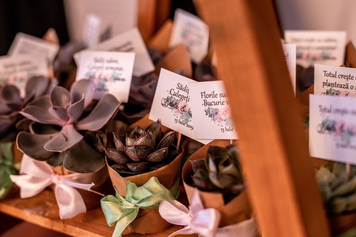 Fotografie de Triff Studio la Levisticum