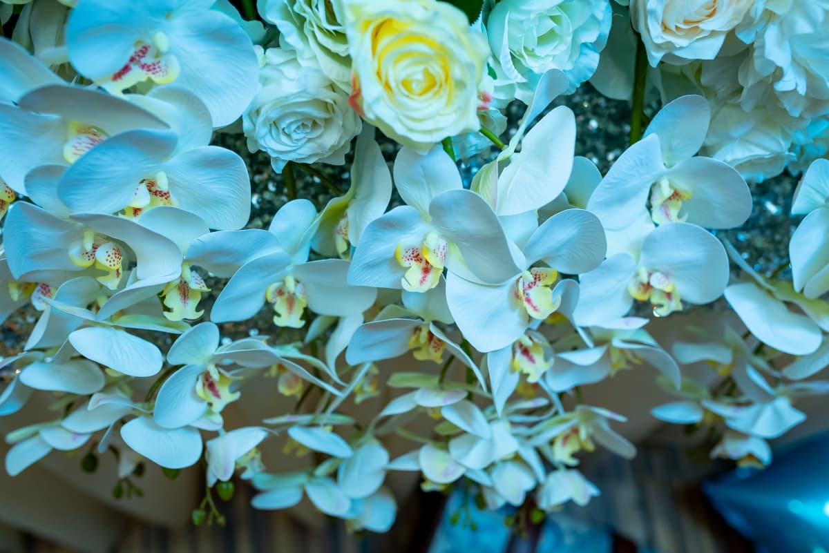 Restaurant Laser - locatie pentru nunti in Arad, Arad