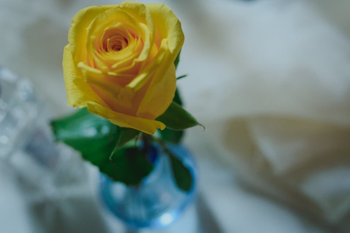 Fotografie de Nelutu Rosu la Restaurant &amp; Landhotel St. Gereon