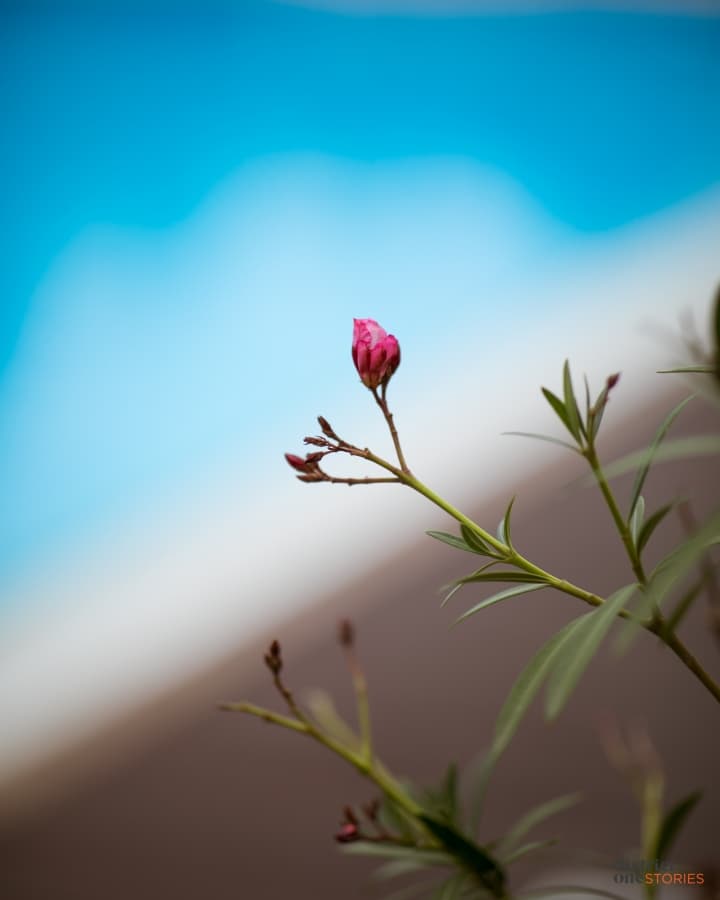 Fotografie de District One Stories la Antique Pool &amp; Restaurant