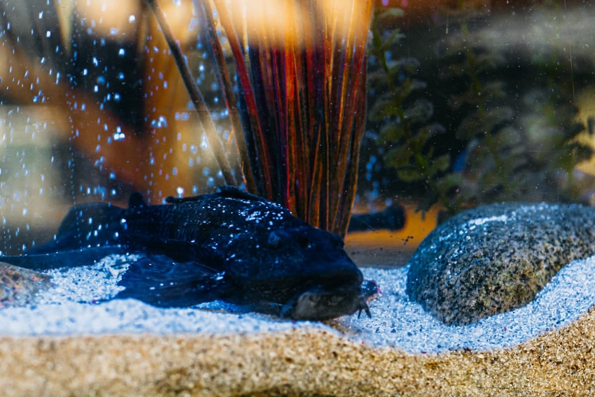 Fotografie de Romeo Mihail Photography la Restaurant Potcoava