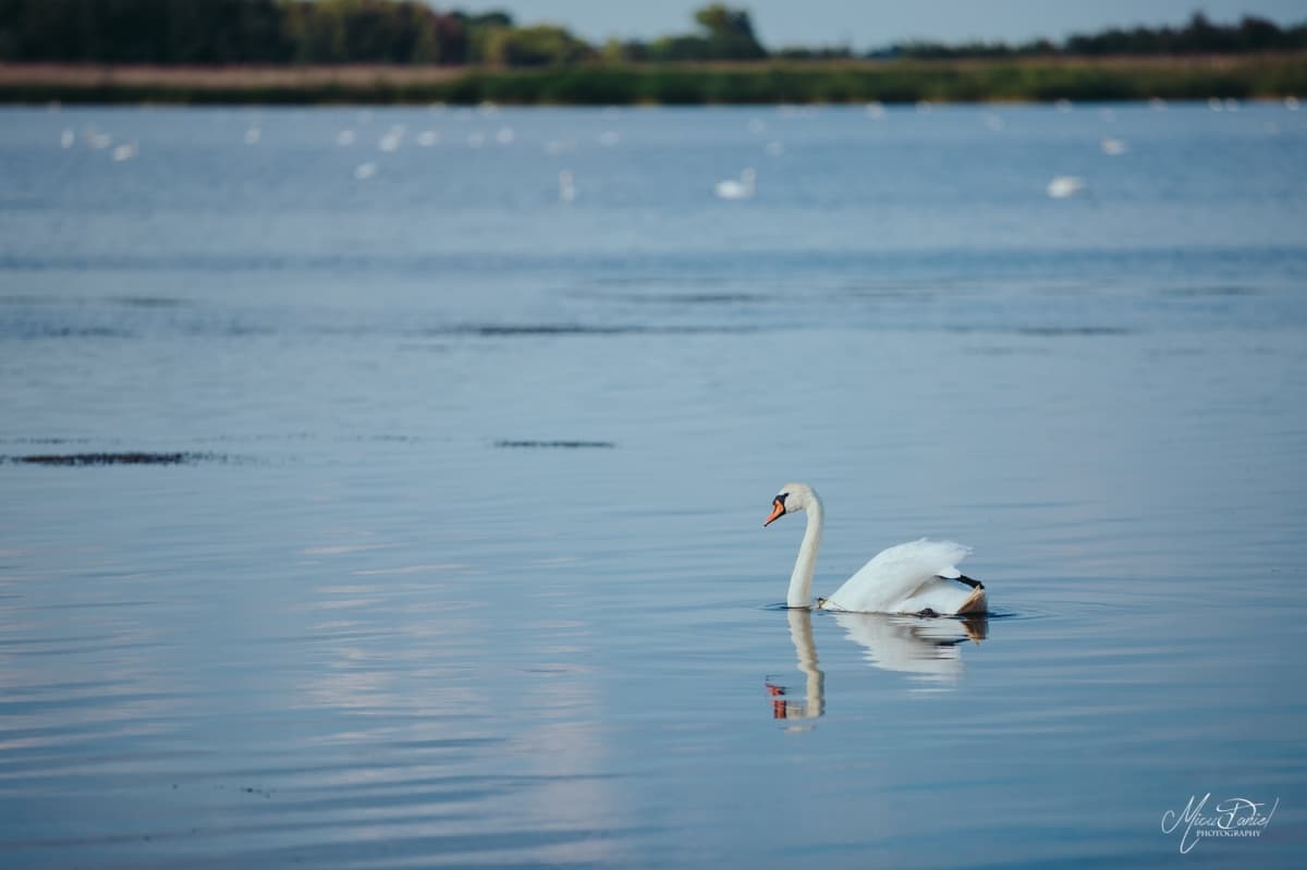 Murighiol - locatie pentru nunti in Murighiol, Tulcea