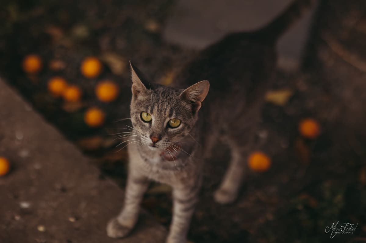 Fotografie de Micu Daniel la Suvenir din Dobrogea