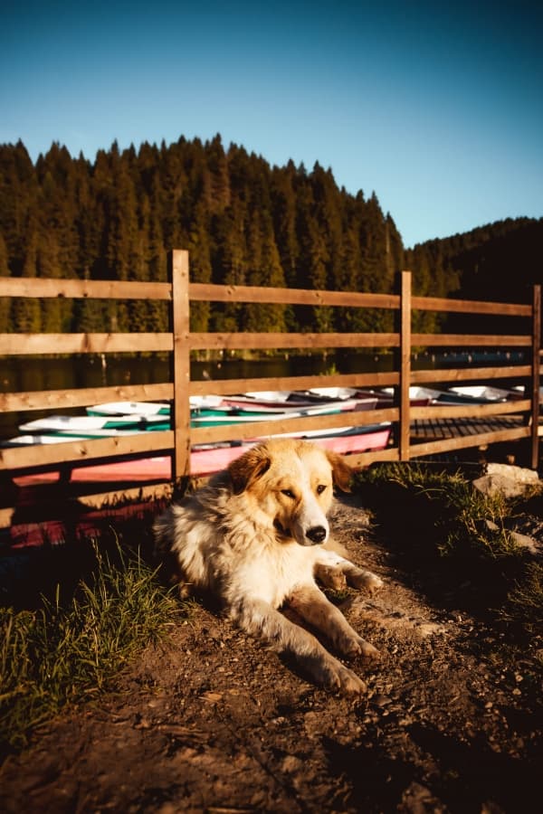 Fotografie de Alexandru Roman Photographer la Restaurant Lacu Rosu