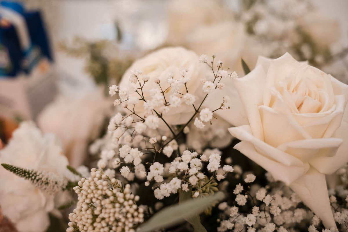 Fotografie de Cornel Marian la Alexanderman