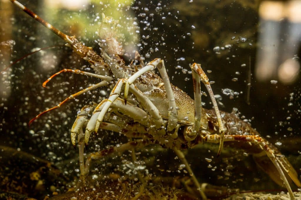 Dancing Lobster - locatie pentru nunti in București, București
