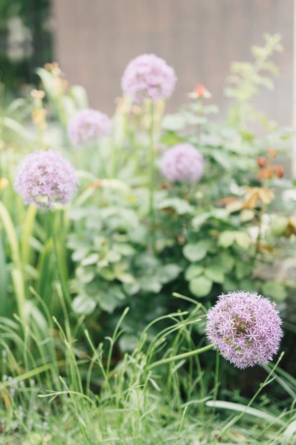 Fotografie de Picturesque Life Stories la Club Cortina - Cortina Garden