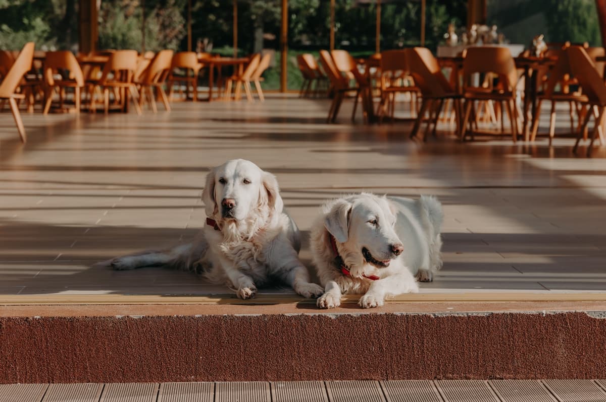 Fotografie de Razvan Balus - ZVAN Weddings la Heaven Snagov - Events by The Lake 