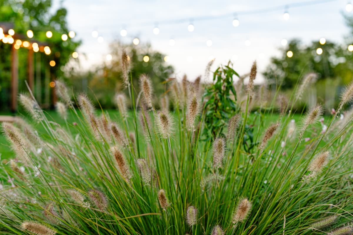 Fotografie de Live Love Laugh - Dana Sacalov la Blissful Garden