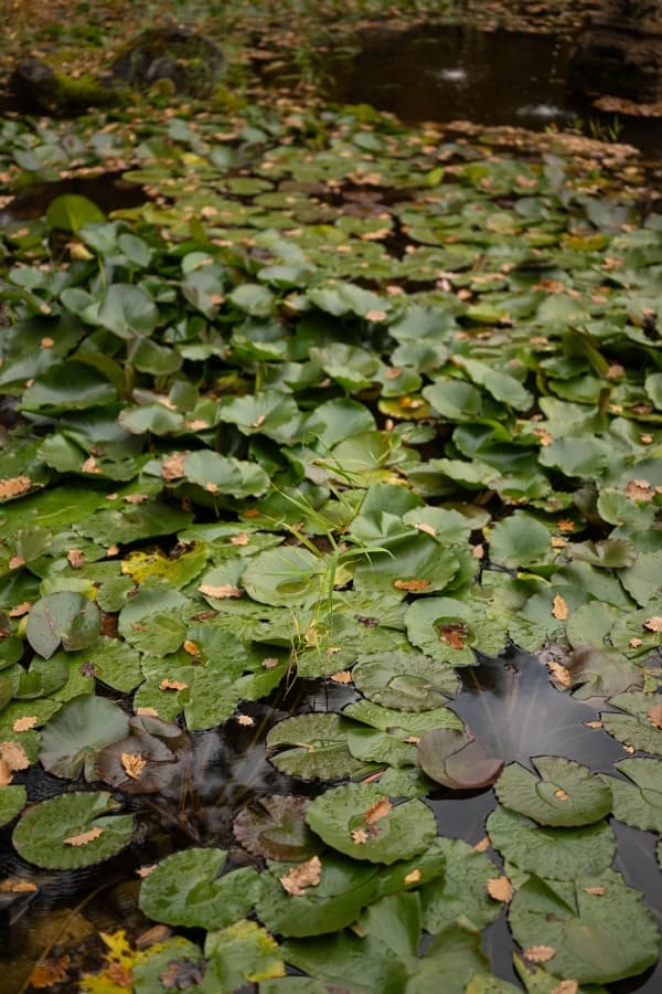 Fotografie de TILO la Sun Garden 