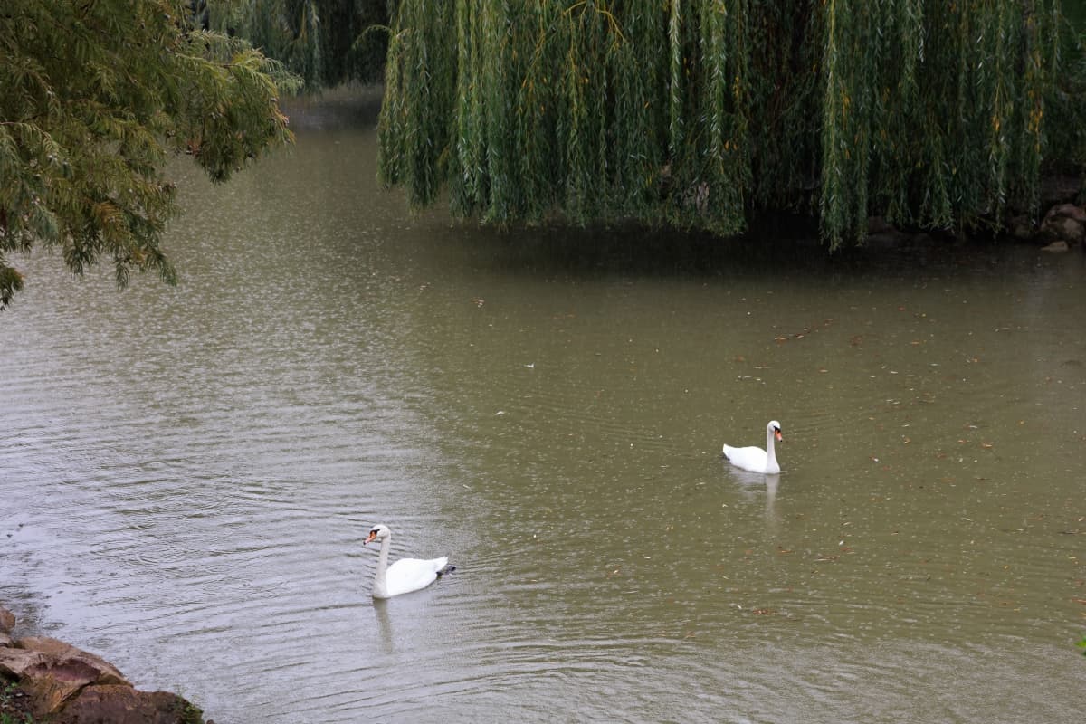 Fotografie de Iustin Ichim la Lacul Verde Resort