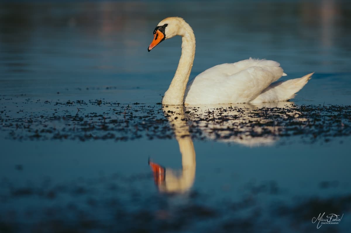 Fotografie de Micu Daniel la Murighiol