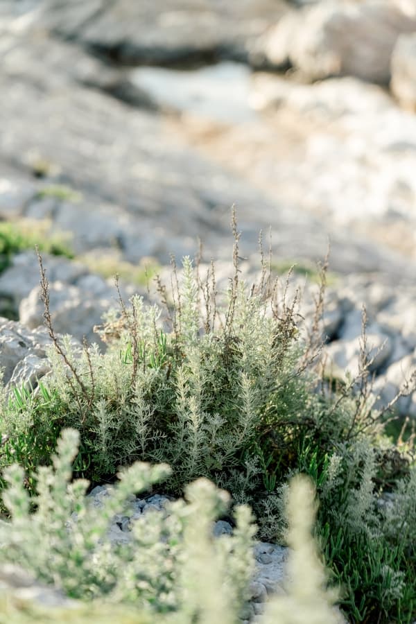 Fotografie de The Bercans la Cap d'Antibes